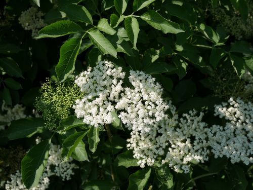 flowers nature bloom