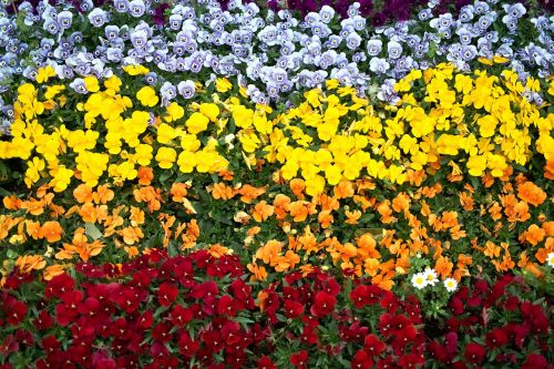 flowers color pansy