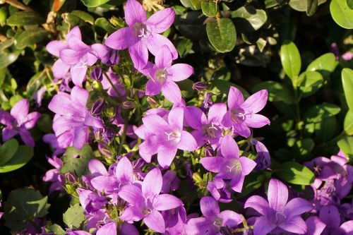 flowers bloom nature