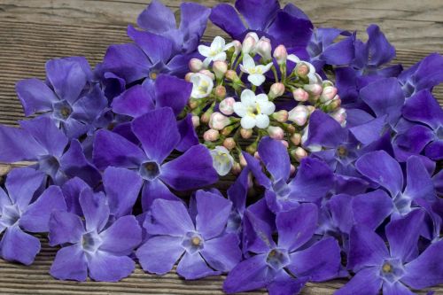 flowers still life violet