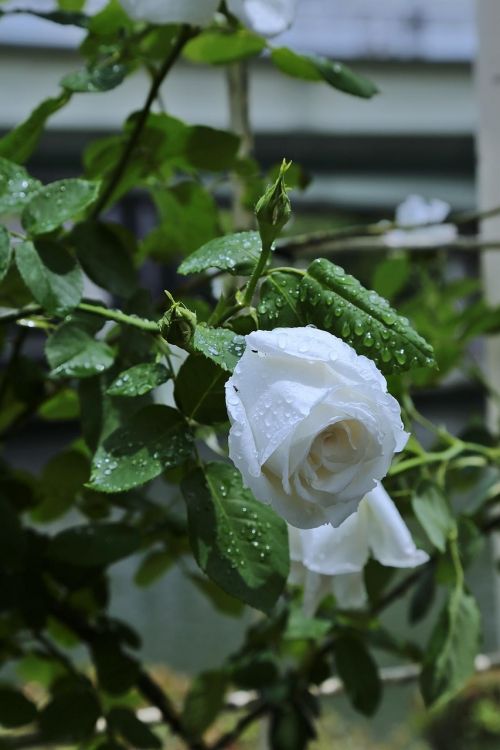 flowers japan rose