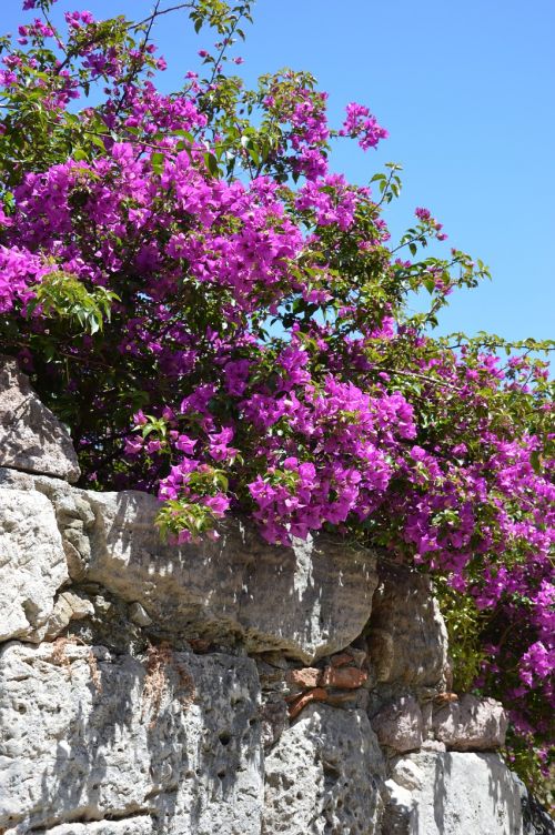 flowers bourgonvillea sand stone