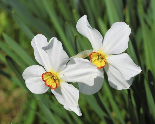 flowers white yellow