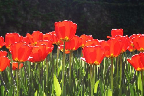 flowers tulips spring flowers