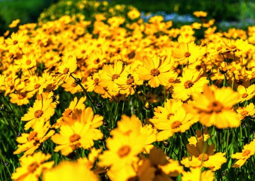 flowers daisies yellow