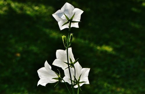 flowers bells white