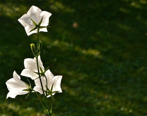 flowers bells white