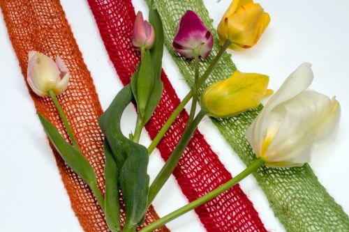 flowers tulips bouquet of flowers