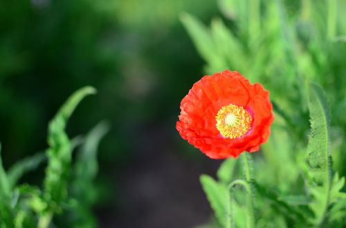 flowers red green