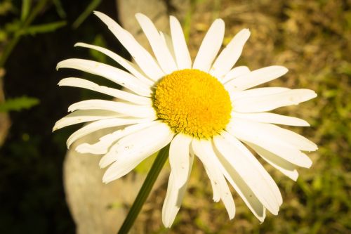 flowers daisy summer