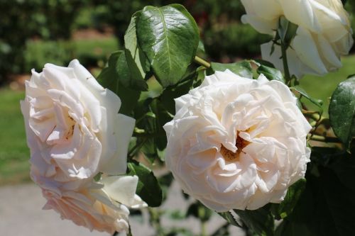 flowers white rose leaves