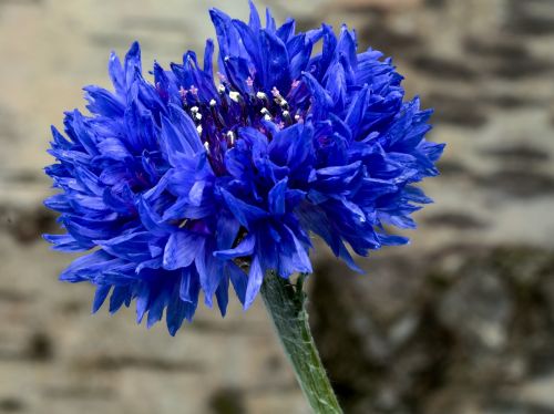 flowers cornflower blue