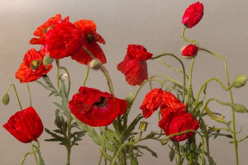 flowers poppy flower klatschmohn