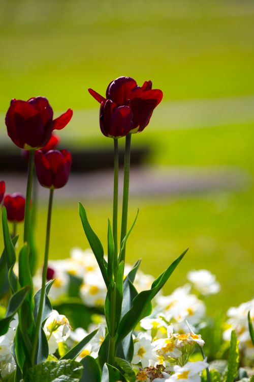 Flowers