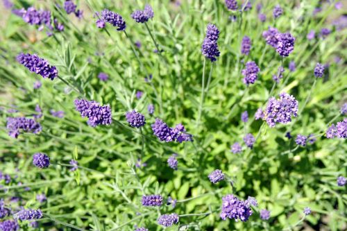 flowers blue violet