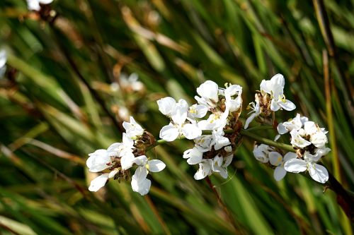 flowers flora white flowers