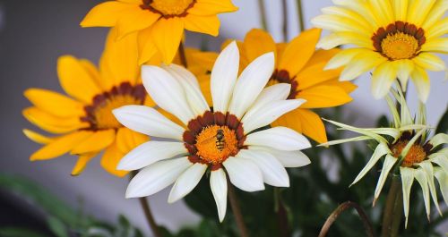 flowers plant nature