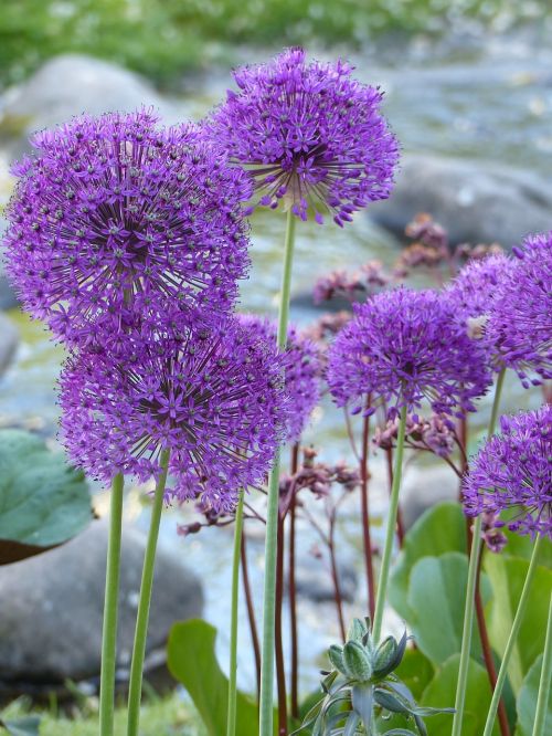 flowers plants green