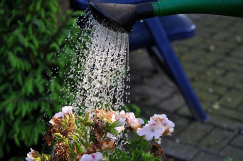 flowers watering can water