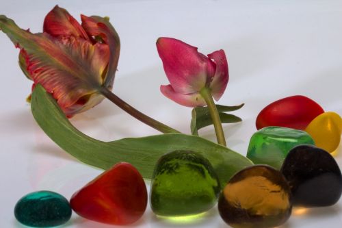 flowers tulips stones