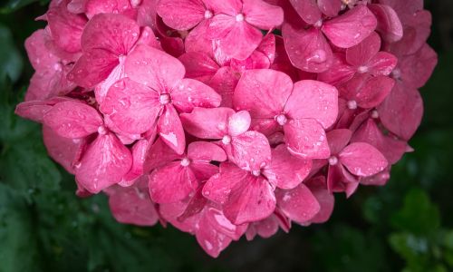 flowers nature purple