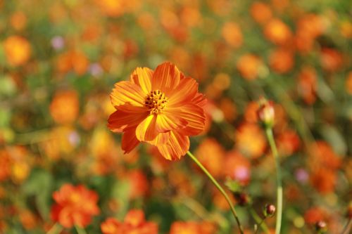 flowers orange close