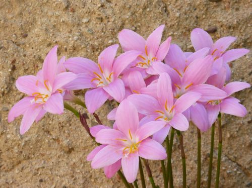 flowers pink beauty