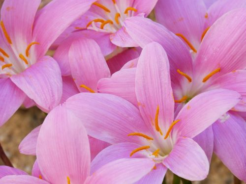 flowers pink beauty