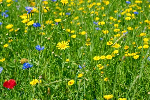 flowers meadow flower meadow