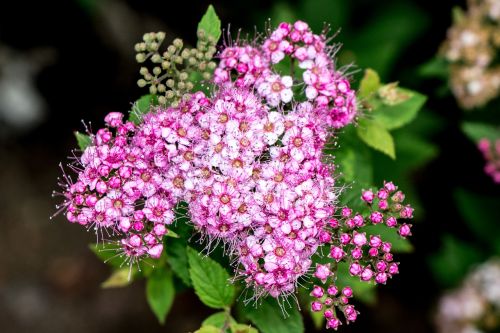 flowers bloom blossom