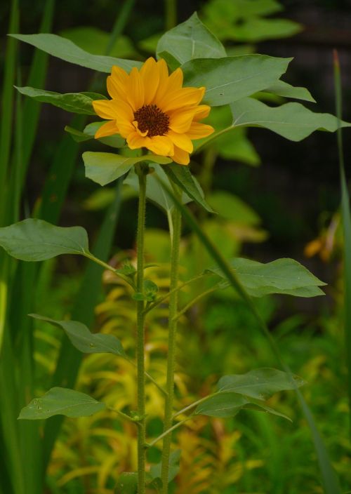 flowers sunflower yellow