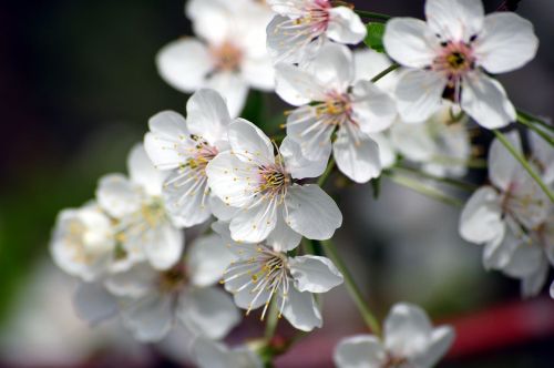 flowers cherry blossom variety wood