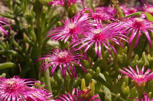 flowers bloom plant