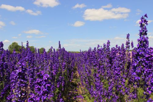 flowers delphiniums blue