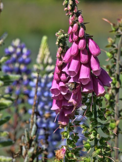 flowers nature bee