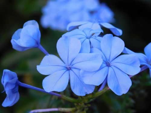 flowers nature flower