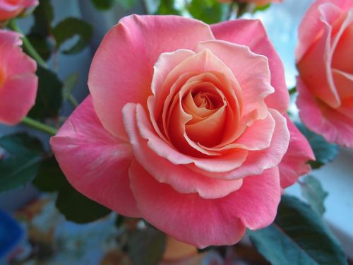 flowers flower rose