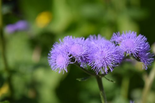 ageratum houstonianum ageratum flowers