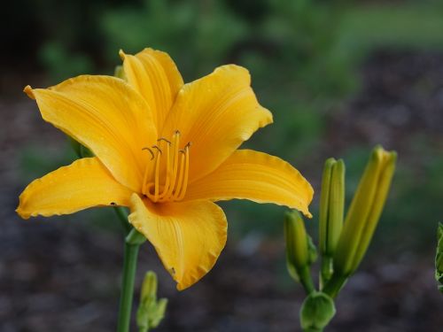 flowers lily yellow flower