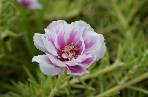 flowers beautiful flower small flower