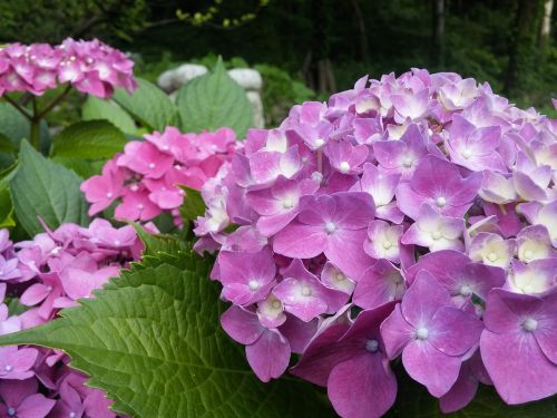 hydrangea pink purple