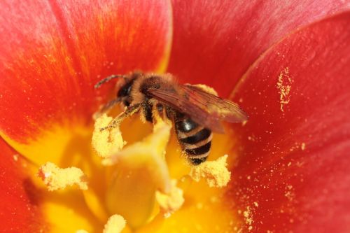 flowers nectar bee