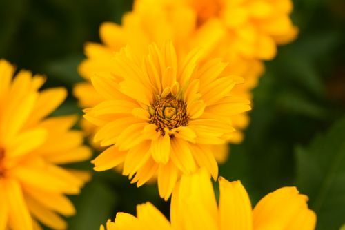 flowers yellow close