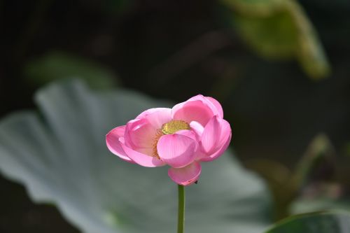 flowers plant lotus