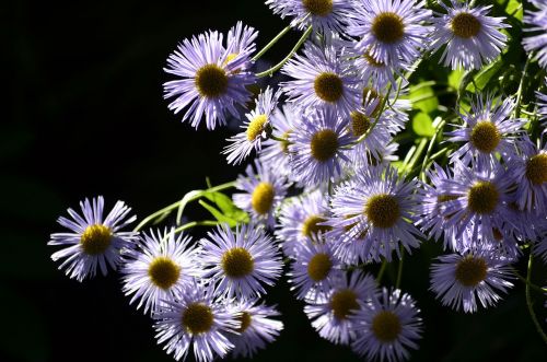 flowers plants nature