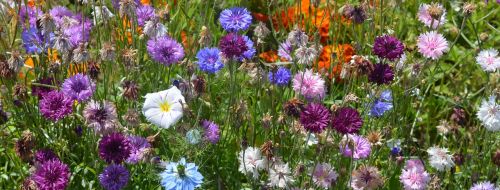 flowers colors field flowers