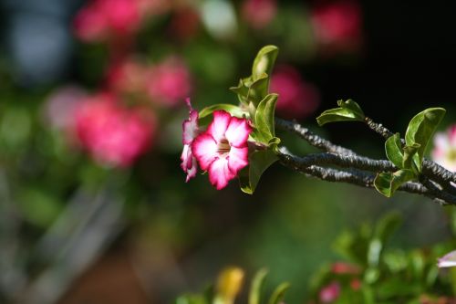 flowers plants botany