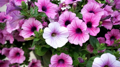 flowers pink pink flowers