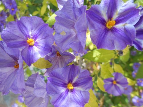 flowers violets wild