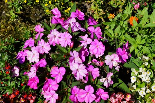 flowers green plant